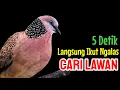 Download Lagu TEKUKUR GACOR SUARA MERDU_5 DETIK NYAUT_PANCINGAN TEKUKUR NGALAS CARI LAWAN