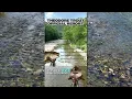 THEODORE TROUT WEST VIRGINIA TROUT STOCKING REPORT 26