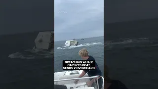 Breaching whale capsizes boat sends 2 overboard