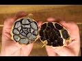 The Easiest Black Garlic Recipe - No Foil
