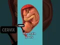 Download Lagu Cervix Opening Tips #birth