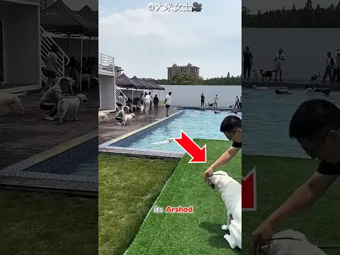 This Dog Didn’t Know He Could Swim #shortsvideo
