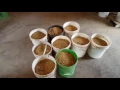 Wild rice processing 3