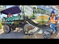 Handyman Hal works at Gatorland Swamp Truck Ride with Alligators Learn about reptiles
