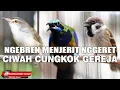 Download Lagu CUCAK CUNGKOK VS CIBLEK SAWAH CIWAH VS GEREJA GACOR JERNIH UNTUJK MASTERAN SEMUA JENIS BURUNG