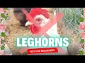 Leghorns NOT the Chicken Breed for Beginners 5 Reasons They re Not a Fit Also Why I Love Them