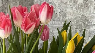  عمرو دياب  ريحت الحبايب بدون موسيقى  دندنها