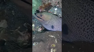 Snorkel Phi Phi Islands 😎 #shorts