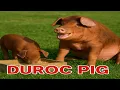 Development and Characteristics of Duroc Pigs