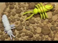 The Soil Food Web