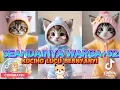 Download Lagu SEANDAINYA WARGA+62 DILEGALKAN S3NJATA VERSI KUCING LUCU TERBARU