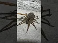 Download Lagu How 127 Spiders Get In Your House 👀😱