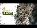 Lagu SafariLIVE Sunset - Repeat - 23 February 2026