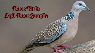 Dove Birds And Natural Birds Sounds