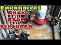 Download Lagu suara anak ayam pikat garangan