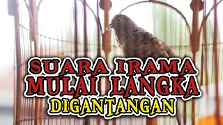 Download PERKUTUT lokal GACOR irama MULAI langka PAKEM mataram ASLI MP3