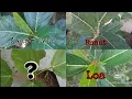 Download Lagu Mengenal Bahan Bonsai Loa, Awar\