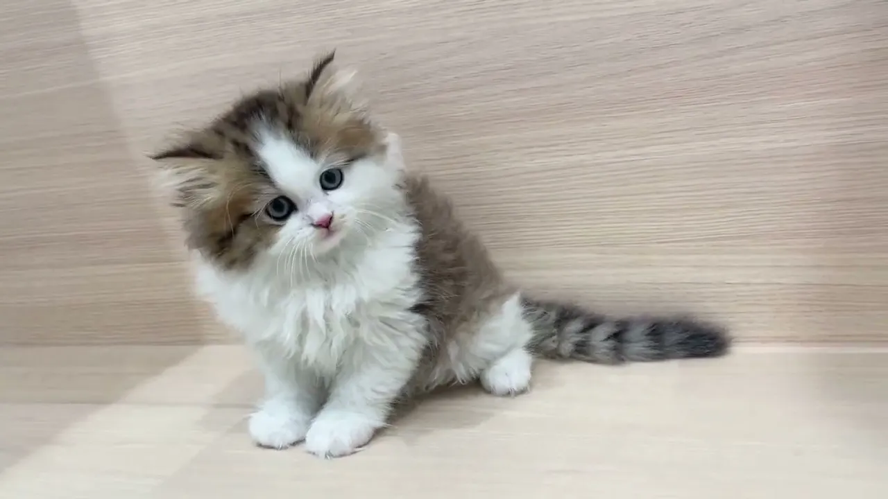 動画