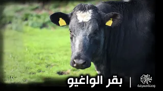 أغلى لحوم الأبقار بالعالم بقر الواغيو الياباني كيف يتم تربية بقر الواغيو وما هى مميزاتة 