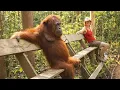 Lagu Discover the Funniest Monkey on Earth 😂 Funny Animal Videos!