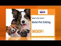 Hotel Babysitting Pet Sitting Service