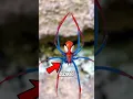 Download Lagu 3 Spiders With The Strangest Body Shape! #spider #shortsfeed #shorts