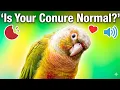 Pineapple Conure Behavior Explained Why They Bite Scream Cuddle