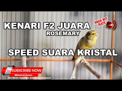 Download MP3 🔴 Masteran Kenari F2 Suara Kristal Cengkok Unik Rosemarry Milik H Ian Locos