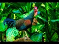 Download Lagu Suara ayam hutan jantan ngakak (pemikat) ampuh
