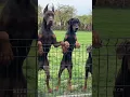 Download Lagu Aggressive Dobarman Dog Family 🥵 || Doberman Dog Guard Our Territory 😱🔥 #shorts