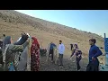 Download Lagu The big day has finally arrived! Selling goats and a fresh start with Khadija's local oil training