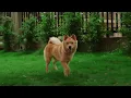 Download Lagu Dog vs. Yarbo: Who Runs the Yard? 🐶🤖