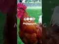Download Lagu Alarm ayam Bangun pagi ke sekolah