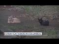 Columbus facing growing stray cat crisis