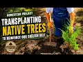 Why do we need to plant trees on the homestead