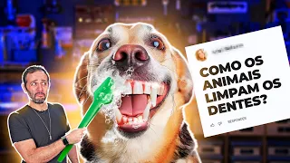 PQ ANIMAIS não têm CÁRIE mesmo SEM ESCOVAR os DENTES?