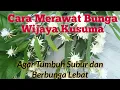 Download Lagu Cara Merawat Bunga Wijaya Kusuma Agar Tumbuh Subur dan Berbunga Lebat