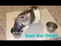 Shadow The Rat - Best Rat Tricks Compilation
