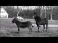 Download Lagu Observing time.. horse language versus donkey language.