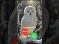 Download Lagu Cute owl phone call