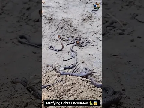 Terrifying Cobra Encounter! 🐍😱 #Cobra #SnakeEncounter #NatureBehavior