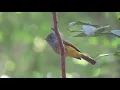 Lagu Grey-headed Canary Flycatcher (Culicicapa ceylonensis) @ Kasaragod
