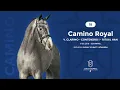 Download Lagu Verbandshengste 2022 - Camino Royal v. Clarimo-Contendro I