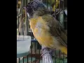 Download Lagu ful gacor burung bimoli dengan suara merdunya