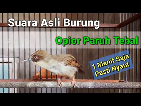Download MP3 Suara burung opior paruh tebal untuk Pancingan opior paruh tebal agar bunyi