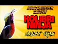 Download Lagu Masteran Konin Gacor Cocok Untuk Masteran Murai Batu, Kacer, Cucak Ijo Dan Burung Lomba