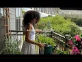 Download Lagu my summer balcony garden in the city, growing flowers, veggies, herbs, ballet, garden shopping