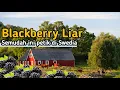 Download Lagu Buah Blackberry Liar Pinggir Jalan di Swedia Ternyata Semudah Ini dan Rasanya Manis Banget