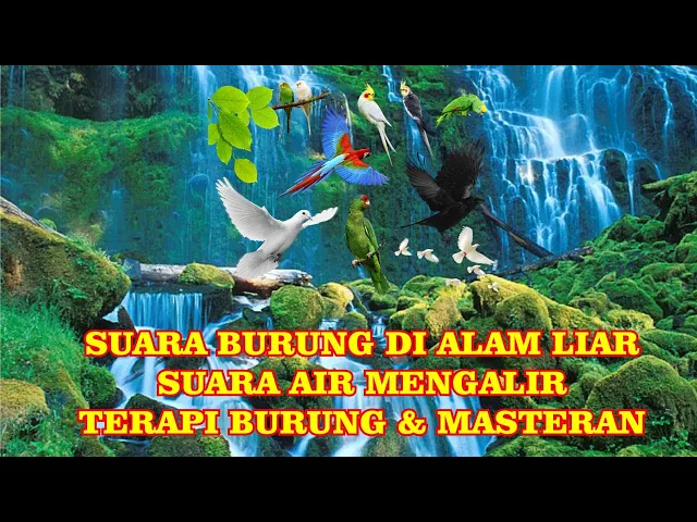 Download MP3 Suara burung liar dan suara air di hutan membuat suasana nyaman dan damai untuk terapi dan meditasi