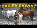 Download Lagu JADI SADEWA APA JANOKO YANG AKAN DIKAWINKAN DENGAN BONA..?